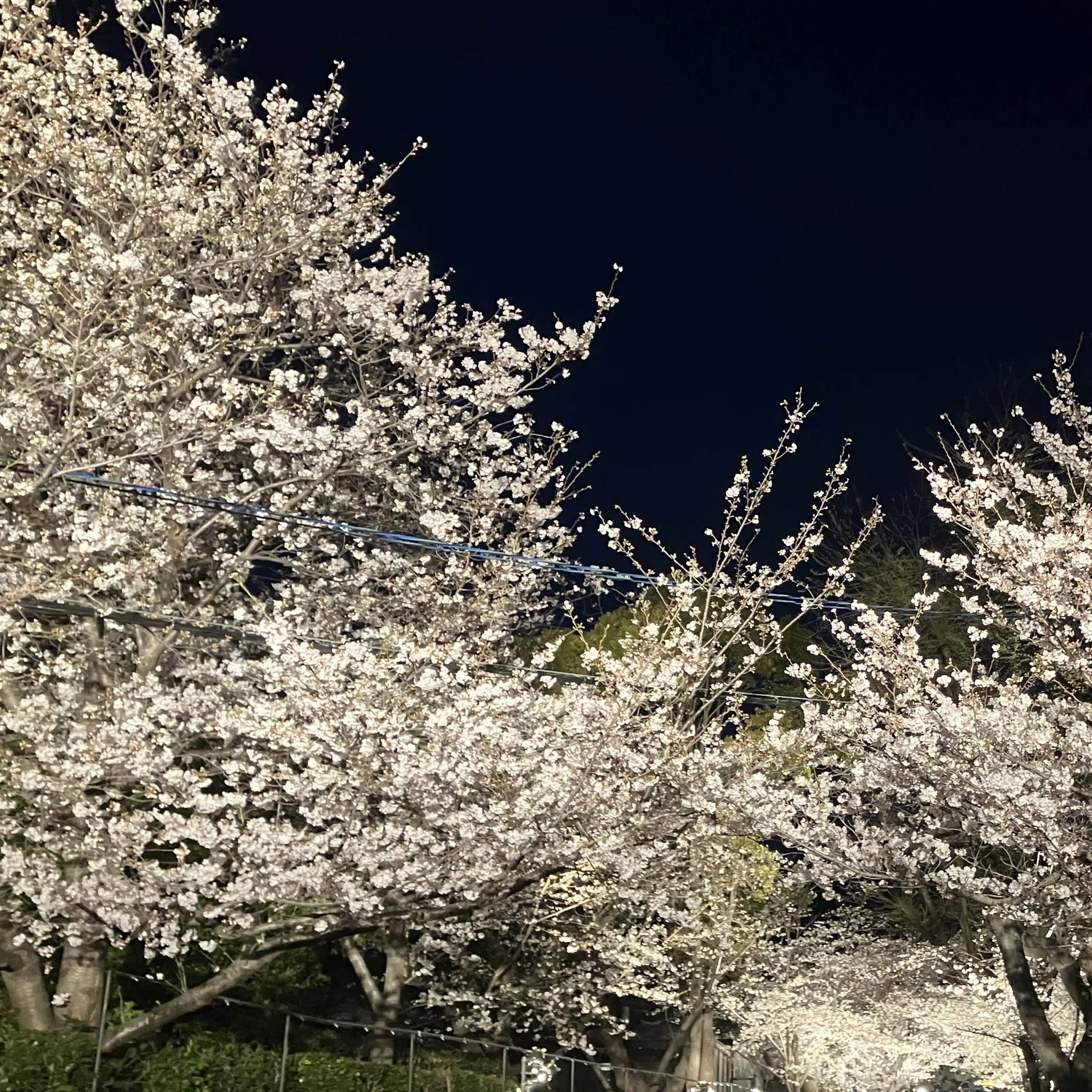 たまこ