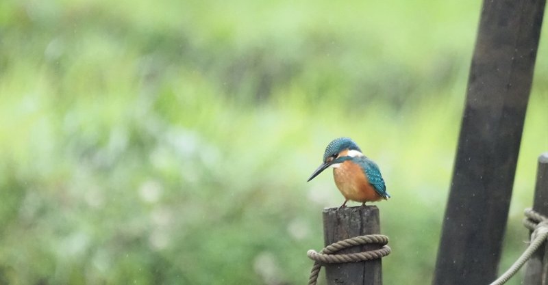 鳥の歌 の新着タグ記事一覧 Note つくる つながる とどける
