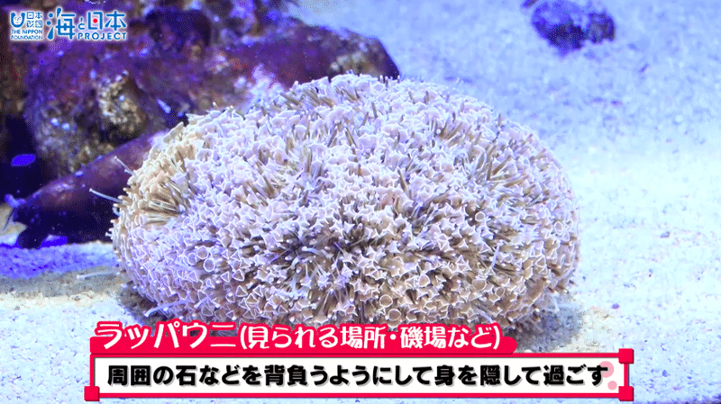 さわるとキケン をさわってみるムービー 海の危険生物 毒 武器 毒 トゲ編 紹介 海の事故ゼロの未来をつくるノート