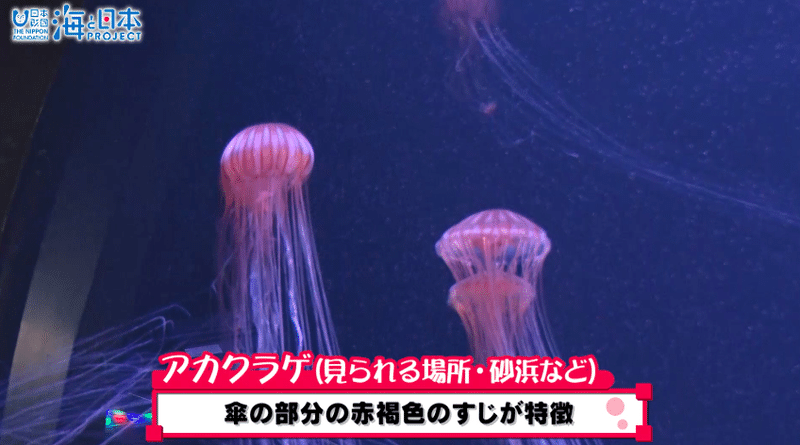 さわるとキケン をさわってみるムービー 海の危険生物 毒 武器 毒 トゲ編 紹介 海の事故ゼロの未来をつくるノート