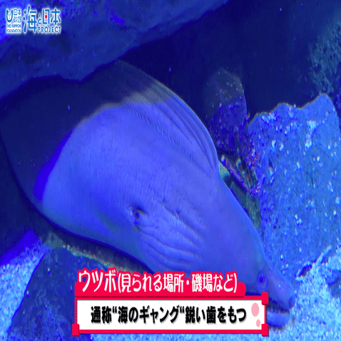 さわるとキケン をさわってみるムービー 海の危険生物 毒 武器 毒 トゲ編 紹介 海の事故ゼロの未来をつくるノート