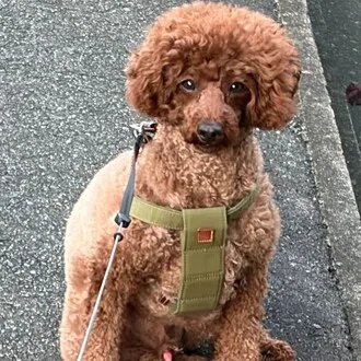 トミー