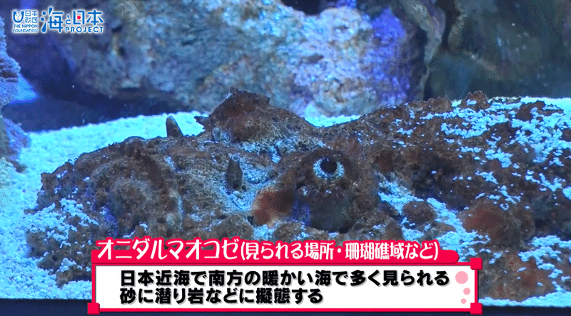 さわるとキケン をさわってみるムービー 海の危険生物 毒 武器 毒 トゲ編 紹介 海の事故ゼロの未来をつくるノート