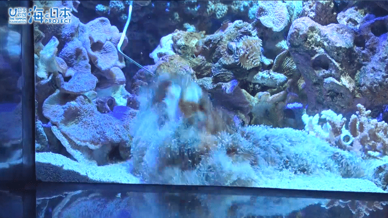 さわるとキケン をさわってみるムービー 海の危険生物 毒 武器 毒 トゲ編 紹介 海の事故ゼロの未来をつくるノート