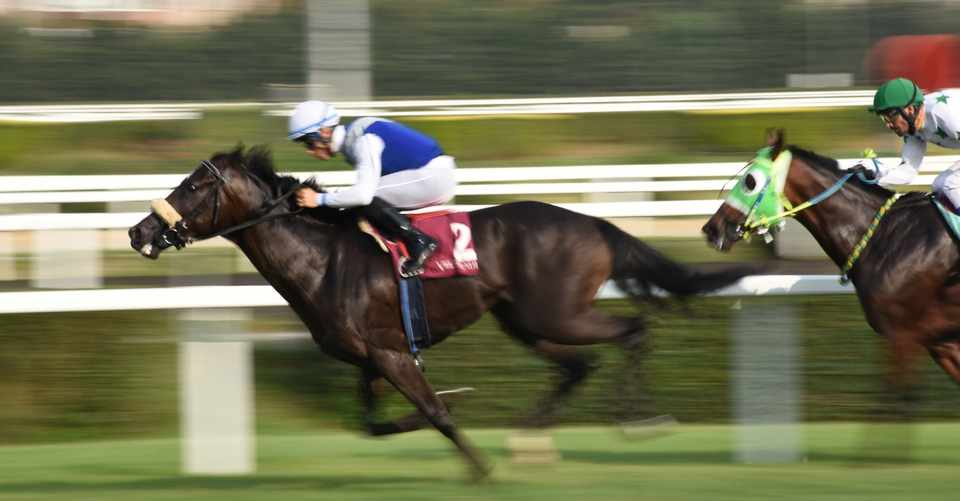 絶対に読むべき 馬体を学ぶオススメ記事をご紹介 一口馬主マスターb Note