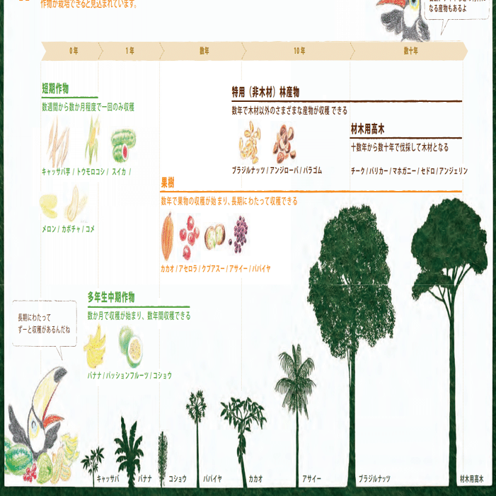 アグロフォレストリー 0392】林業と農業をあわせるアグロフォレストリー｜坂本宗隆