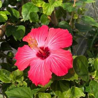 毎日喧嘩 リオン Note