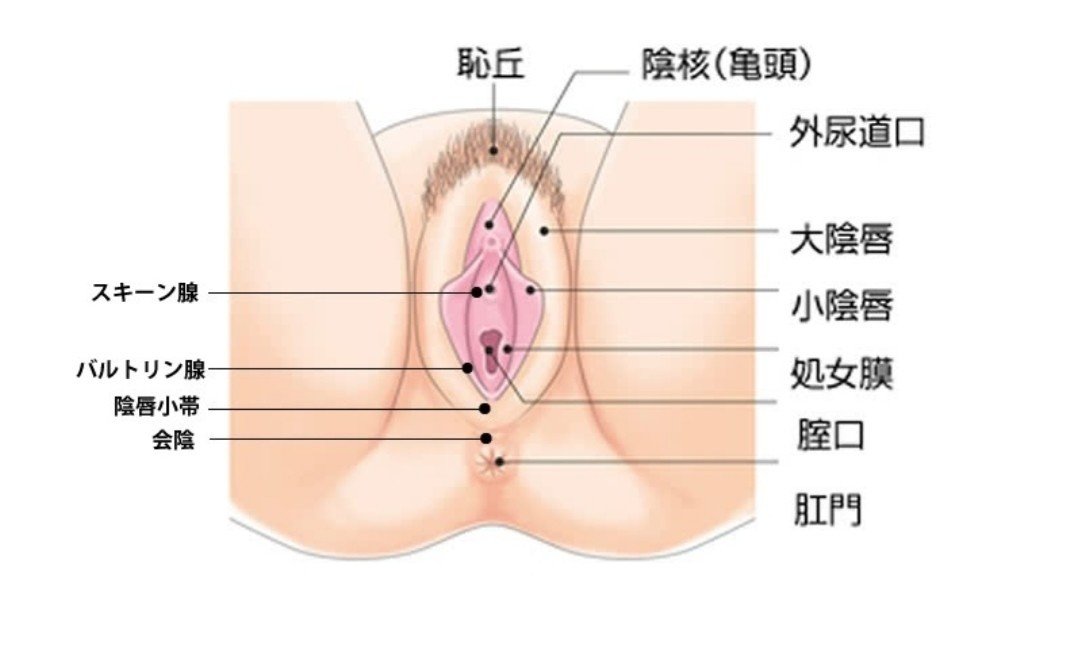 女性器のかたち 膣トレ講師 Emi Note 女性器のかたち 膣トレ講師 Emi Note