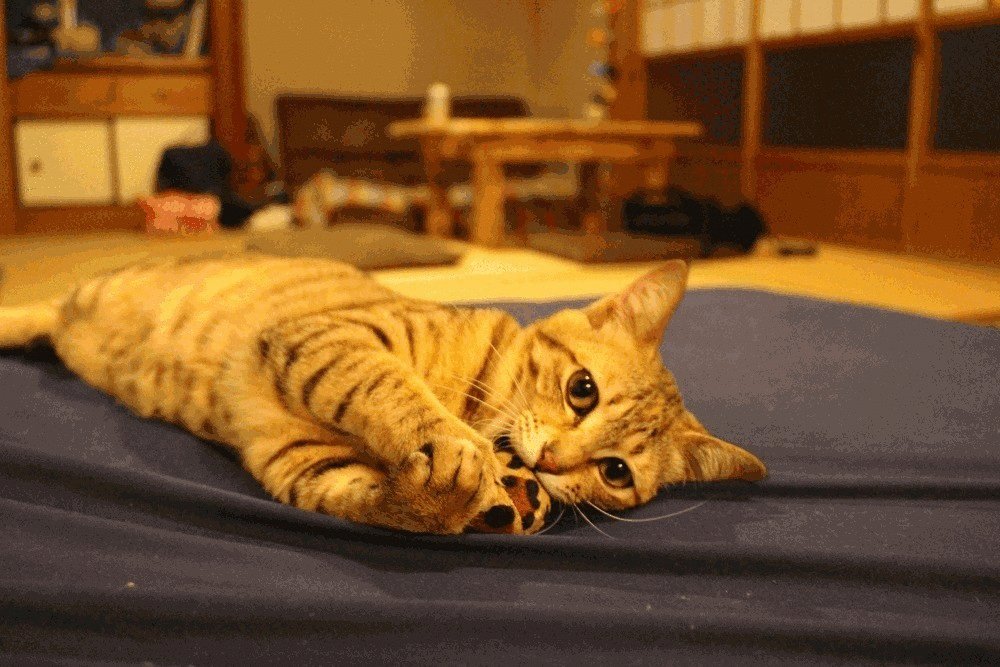 宮崎の保護猫カフェうたたねに行き チョロとの出会いを思い出す 繋ぎ屋 Note