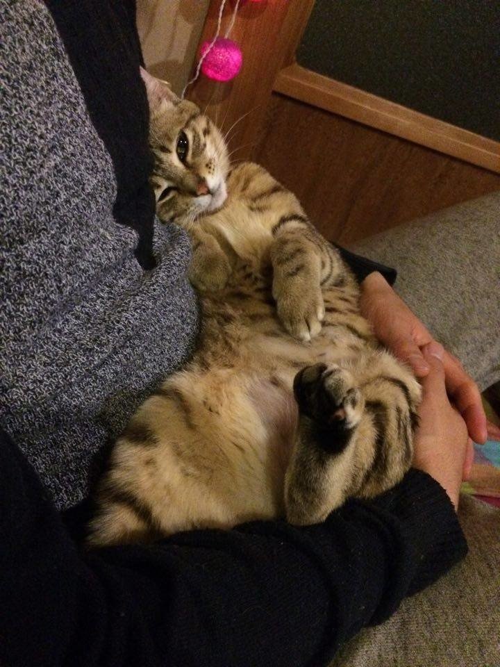宮崎の保護猫カフェうたたねに行き チョロとの出会いを思い出す 繋ぎ屋 Note