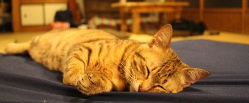宮崎の保護猫カフェうたたねに行き チョロとの出会いを思い出す 繋ぎ屋 Note 宮崎の保護猫カフェうたたねに行き チョロとの出会いを思い出す 繋ぎ屋 Note