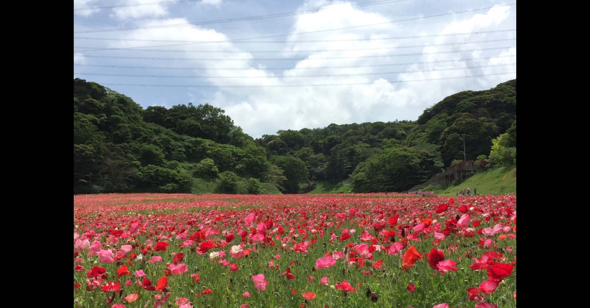 一人で 立ち上がり 生きていく方法がわからない カネヤン Note