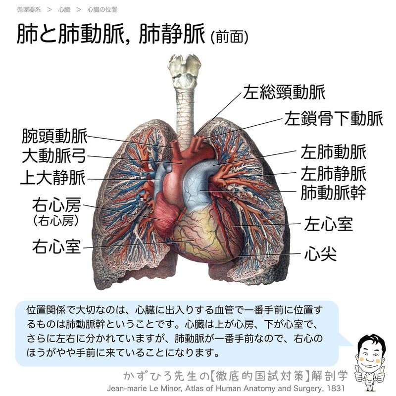 循環器系-221-肺と肺動脈,-肺静脈-前面-SQ