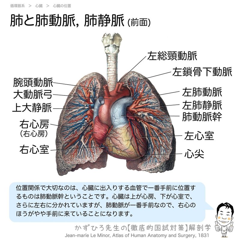 2 3 1 循環器系 動脈系 解説 黒澤一弘 Note 2 3 1 循環器系 動脈系 解説 黒澤一弘 Note