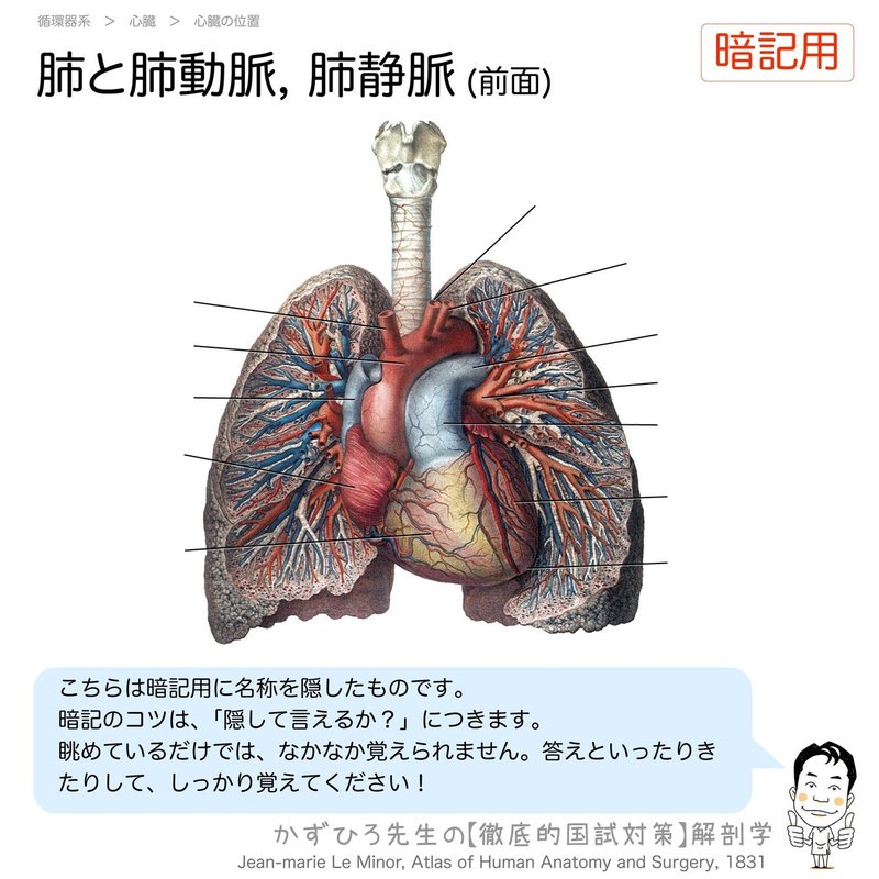 循環器系-221-肺と肺動脈,-肺静脈-前面-暗記用