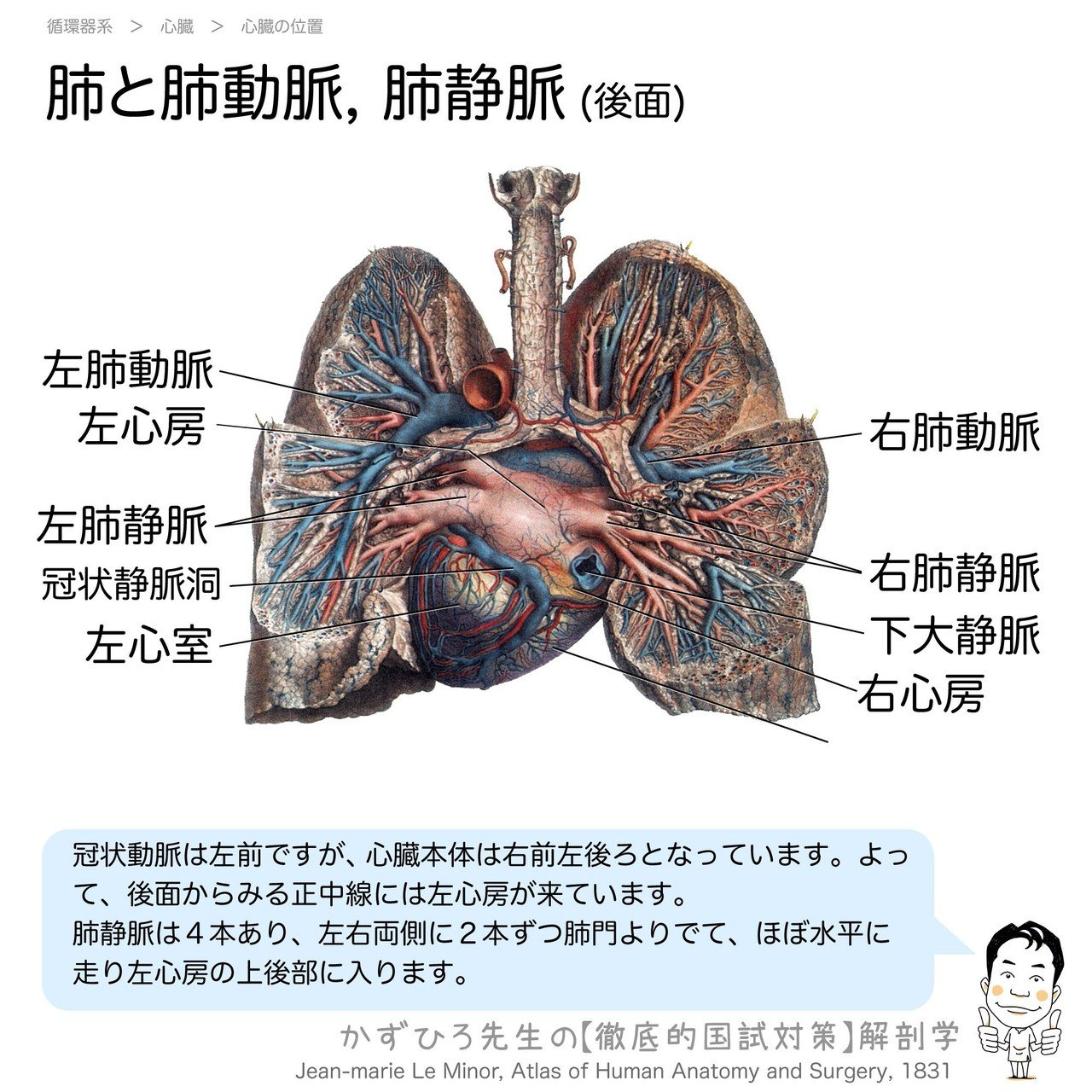 2-3(1)】 循環器系 - 動脈系 解説｜かずひろ先生（黒澤一弘
