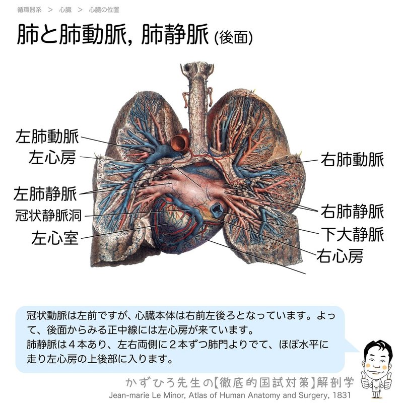 循環器系-221-肺と肺動脈,-肺静脈-後面-SQ