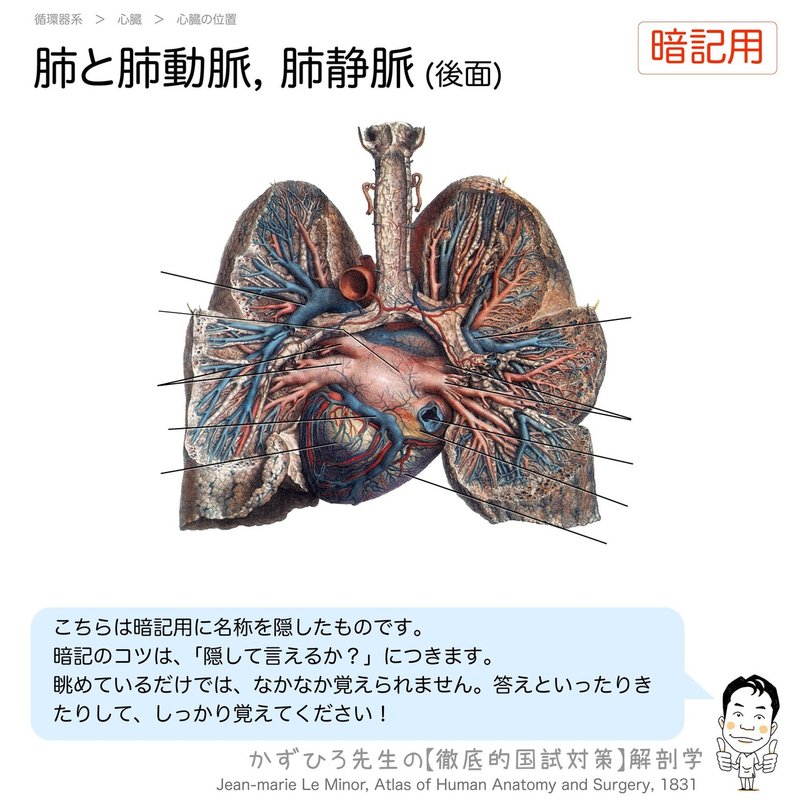 循環器系-221-肺と肺動脈,-肺静脈-後面-SQ-暗記用