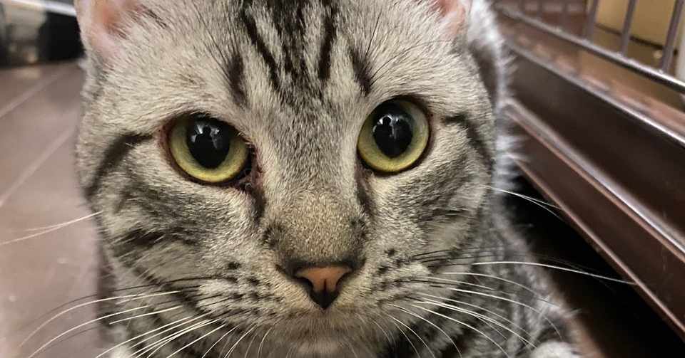 現行の法制度は猫の こっそり駆除 を促す 自由 Note