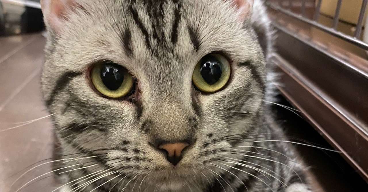 現行の法制度は猫の こっそり駆除 を促す 自由 Note