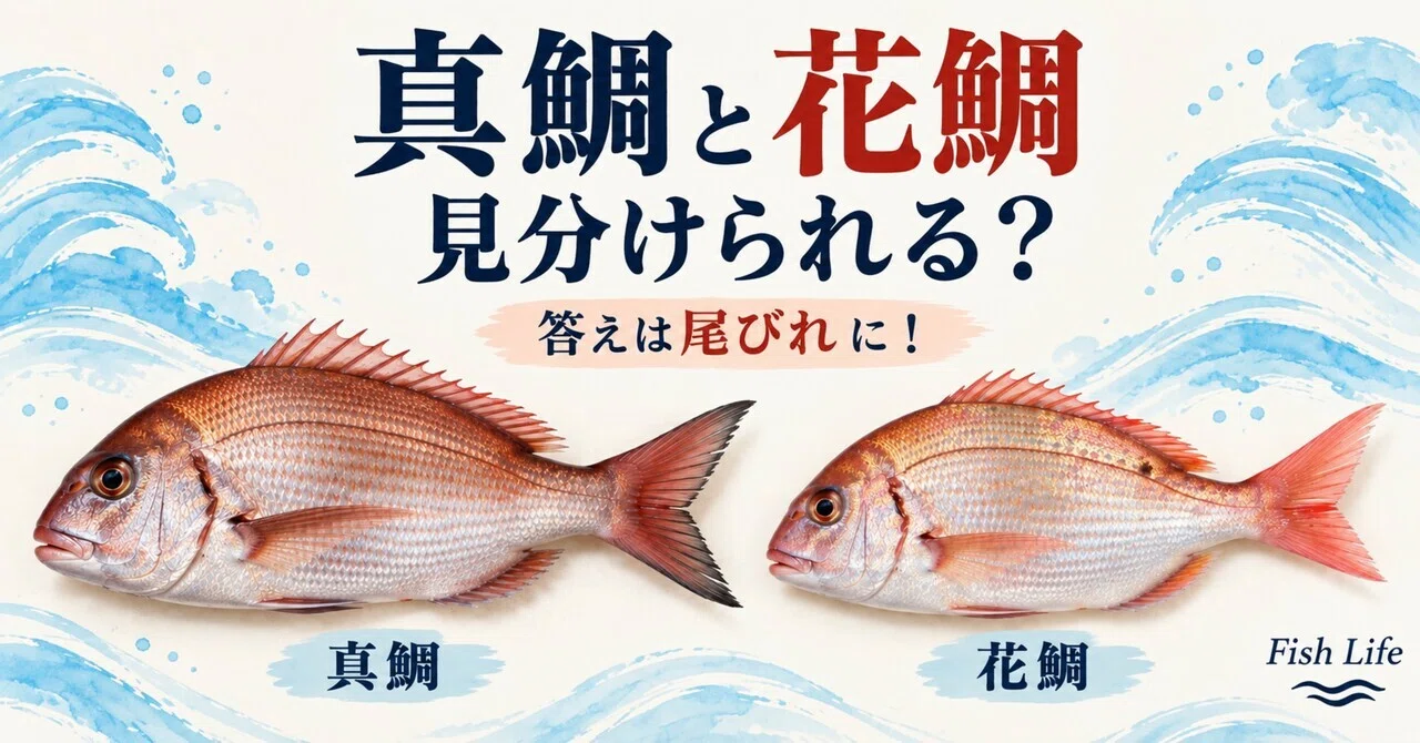 Can you tell the difference between Red Sea Bream and Crimson Sea Bream ...