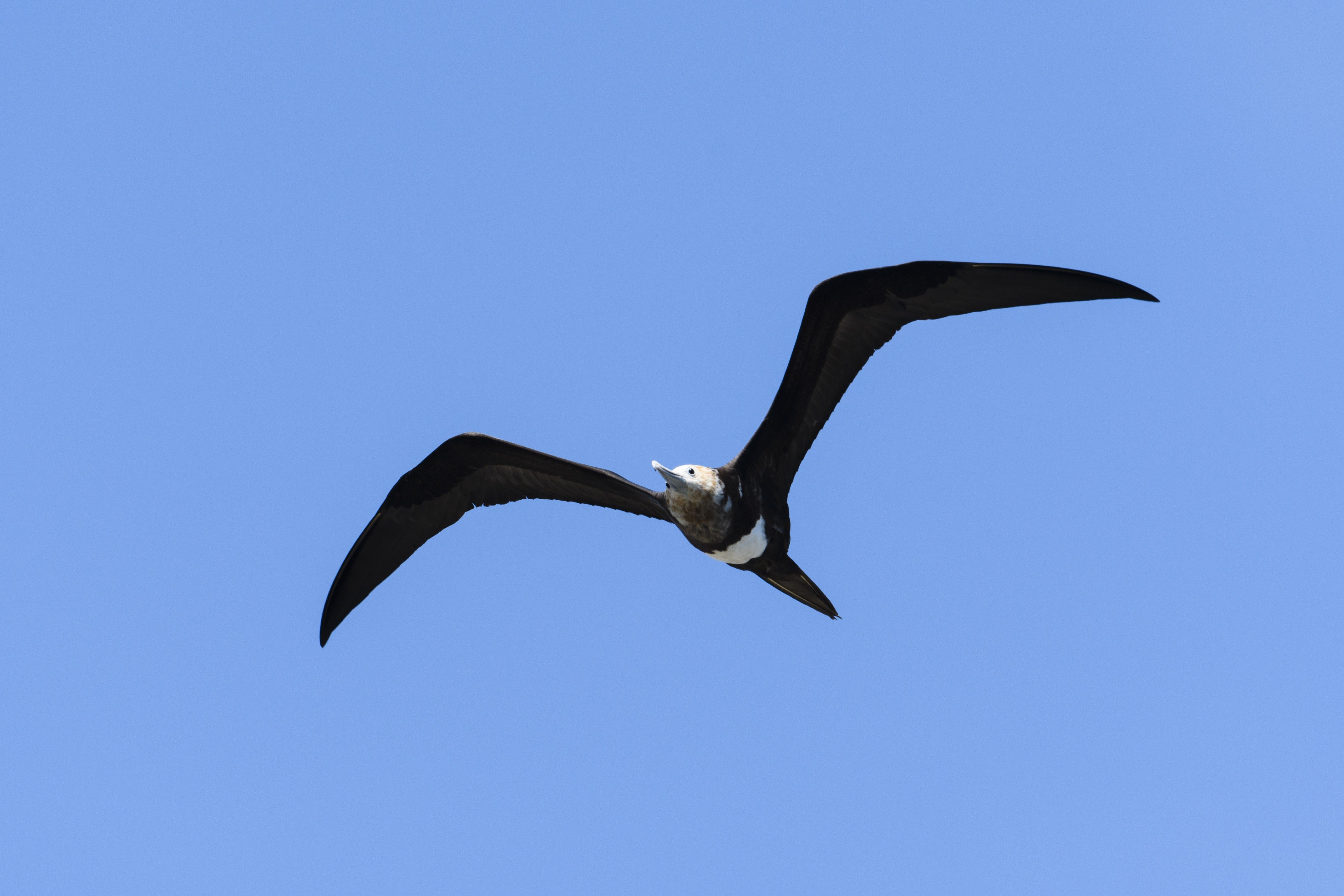 イヴァ Beautiful Planet Note