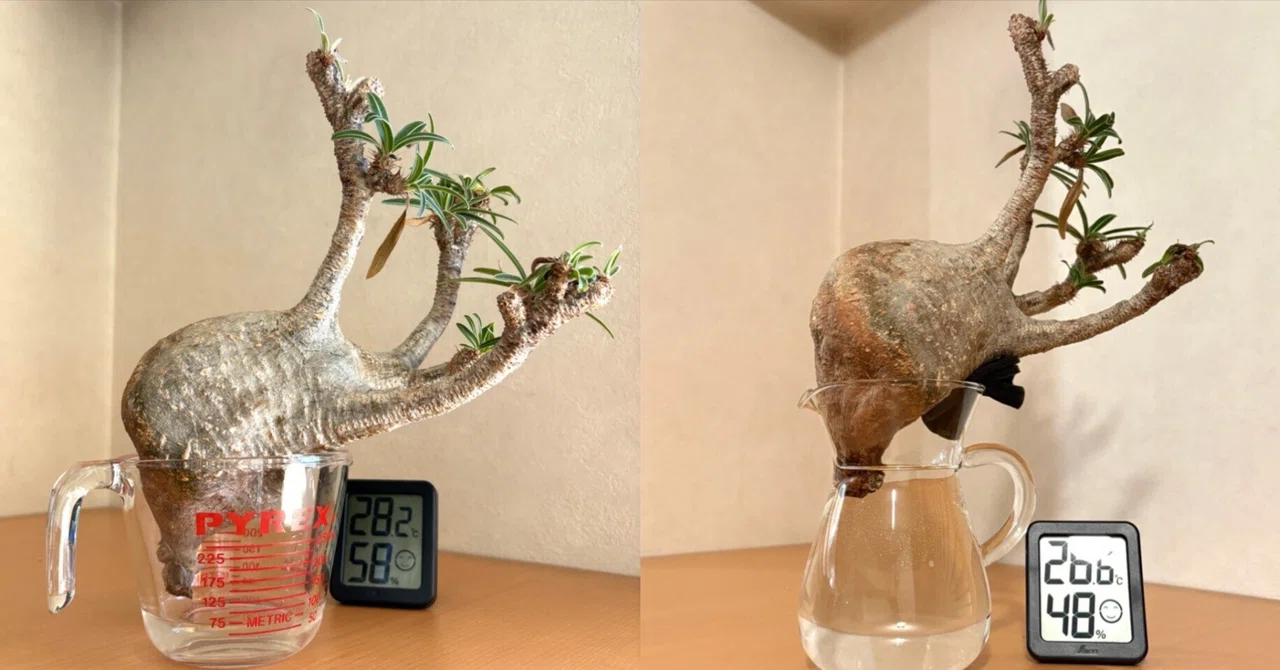 緊急】凹んだグラキリスを救出せよ！⑤最終手段の水耕切り替え