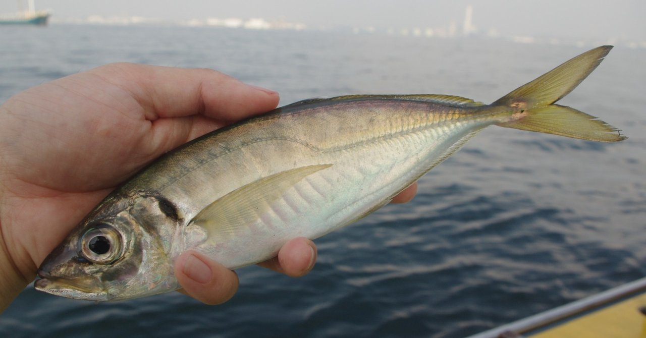 マイ電動リールで黄金アジ 大アジ狙いのビシアジ釣りにいってきた 根岸丸 玉置標本 Note