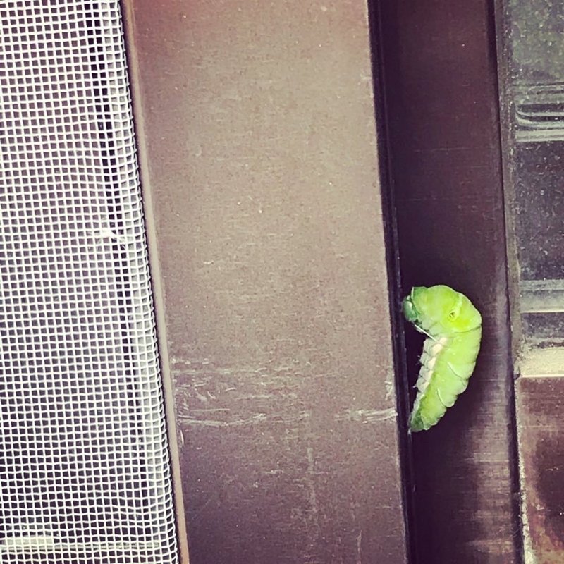 はらぺこあおむしが我が家にやってきた アゲハ蝶になるまでの飼育方法 サナギ編 まゆみっこ 根っこの子育て奮闘記 Note