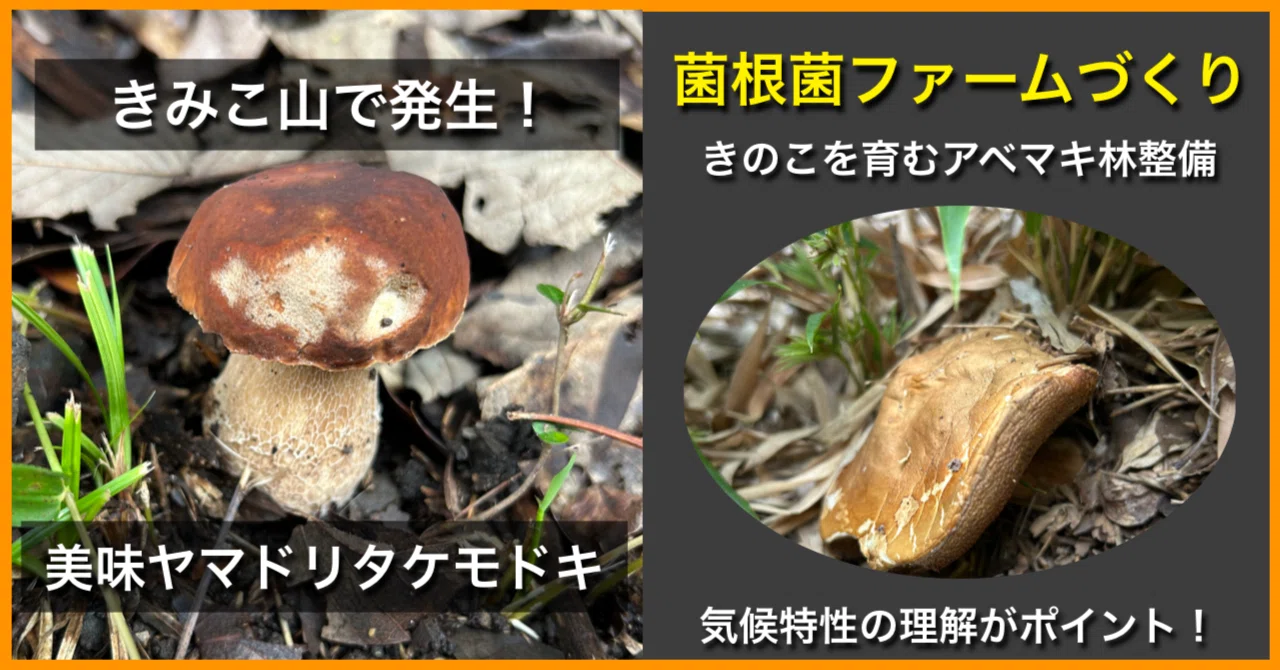 自宅裏山でポルチーニ（ヤマドリタケモドキ）が発生！どんぐり林整備で