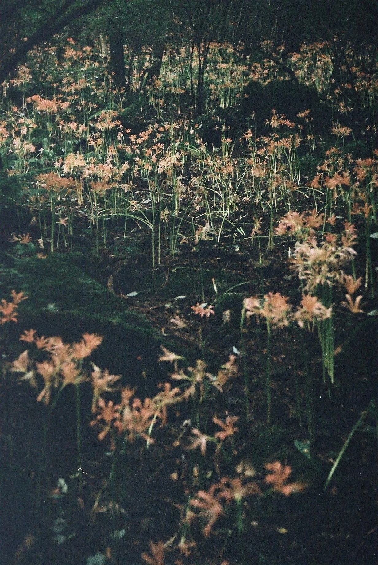 画像12