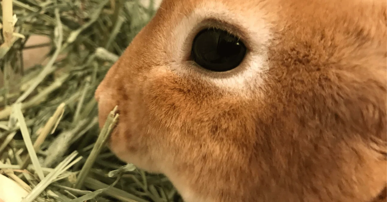 A Rabbit's Intelligence Is Equivalent to a 1-2 Year Old Child—Six ...
