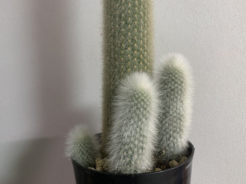 発根画像有り 吹雪柱の仔吹きを本体から切断して発根管理してみた Ssca Note