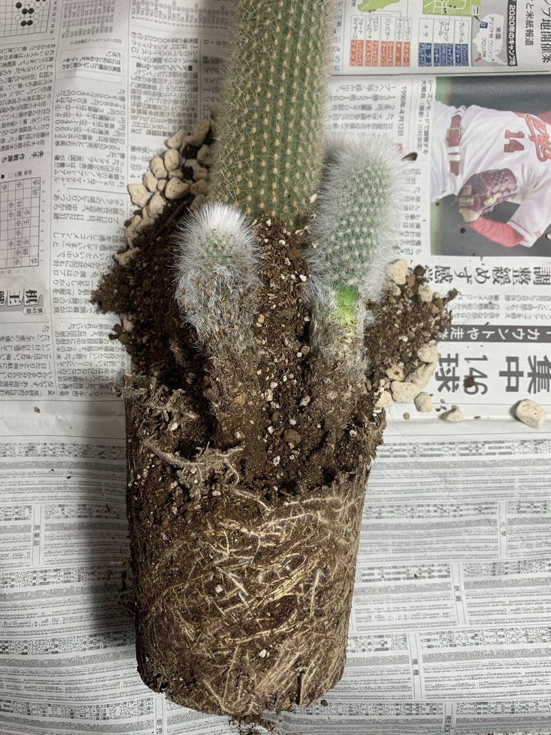 発根画像有り 吹雪柱の仔吹きを本体から切断して発根管理してみた Ssca Note