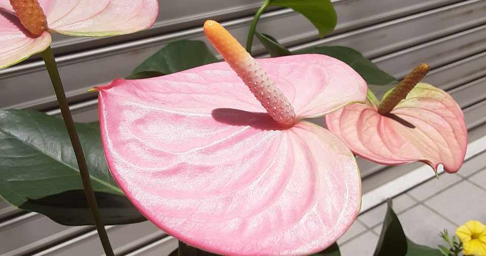 アンスリウム 8月8日 土 誕生花 花咲かせおじさん すべての人に花を Note