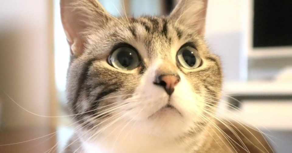 泣きたい私は猫をかぶる を見ると いろんな幻想がぶち壊される ヒトウレビト Note