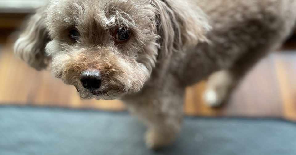 愛犬15歳の 鼻づまりと鼻血 レモンの勇気 Note