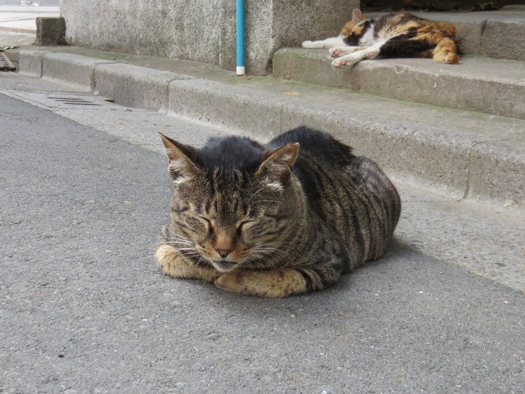 梅雨の合間のお昼時。神社の脇で眠る猫。　浅草橋は銀杏丘八幡宮にて2016/06/26撮影。