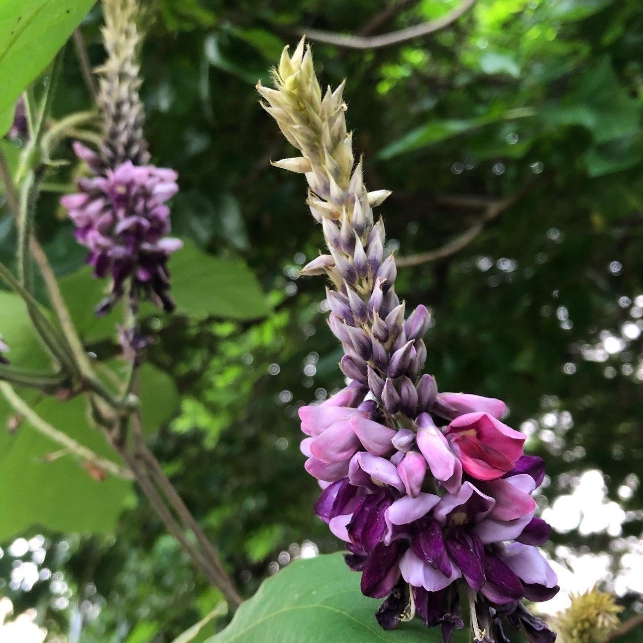 秋から夏の香りへ 葛シロップ レシピ Miki Usami Note 秋から夏の香りへ 葛シロップ レシピ Miki Usami Note