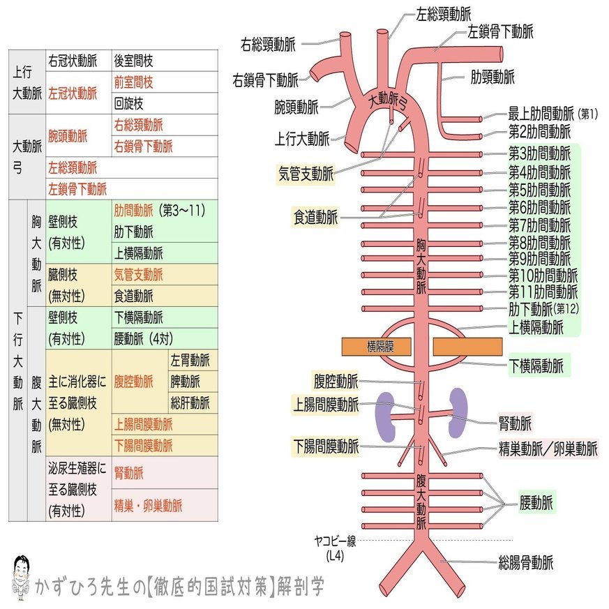 2 3 1 循環器系 動脈系 解説 かずひろ先生 黒澤一弘 解剖学 Note