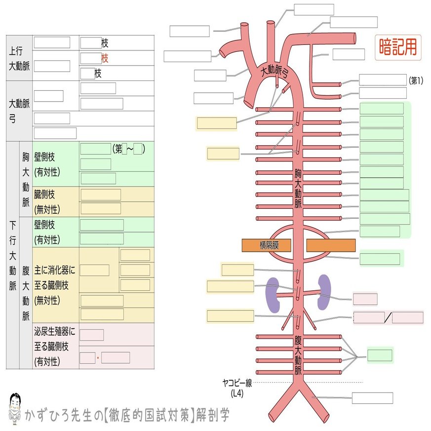 2 3 1 循環器系 動脈系 解説 かずひろ先生 黒澤一弘 解剖学 Note