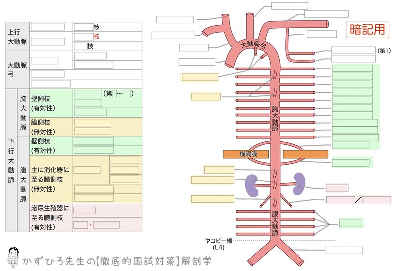 循環器系-23-大動脈の模式図-図-暗記用