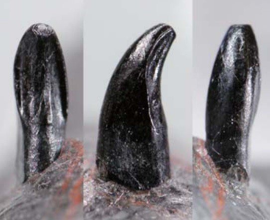 桑島化石壁_ティラノサウルス類歯