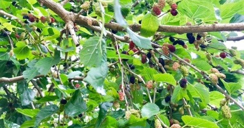 週末投稿 つれづれ有用植物 44 クワ科クワ属 クワ Pingubanana Note 週末投稿 つれづれ有用植物 44 クワ科クワ属 クワ Pingubanana Note