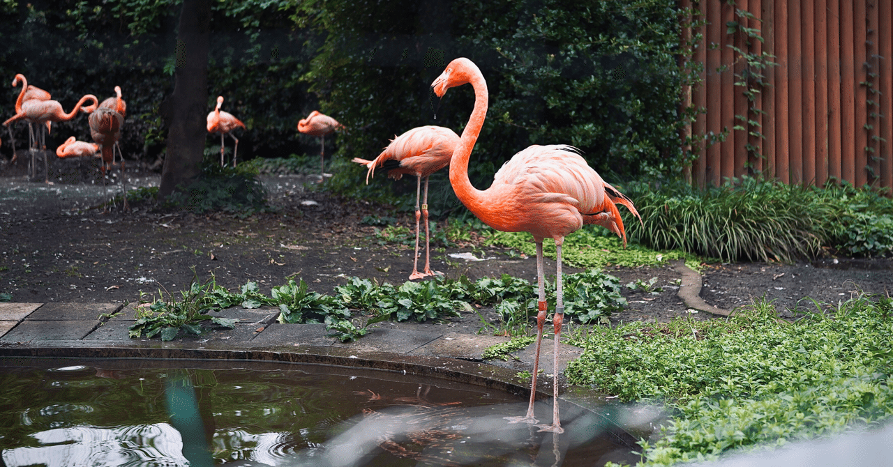 フラミンゴ サボテン ピルケース フラミンゴ サボテン ピルケース フラミンゴ・サボテンデザイン