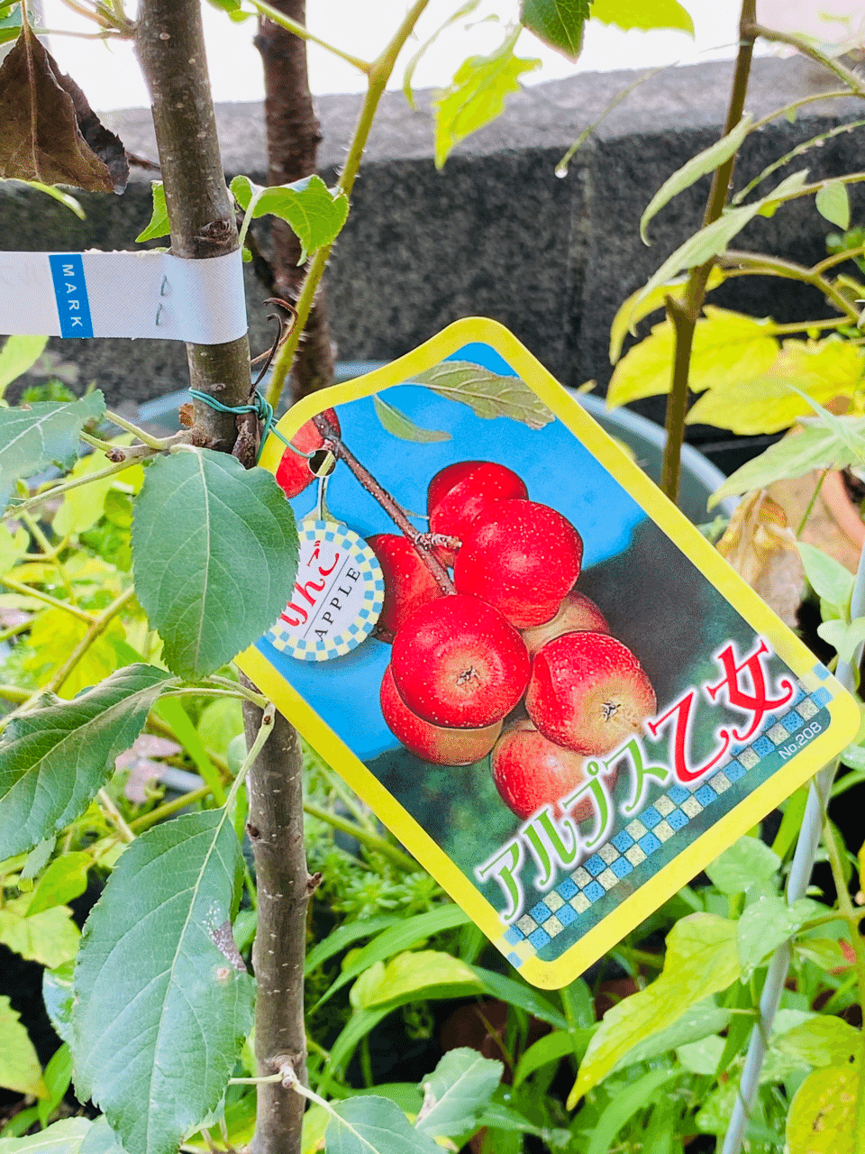 受粉木として アルプス乙女 Kouyu Note