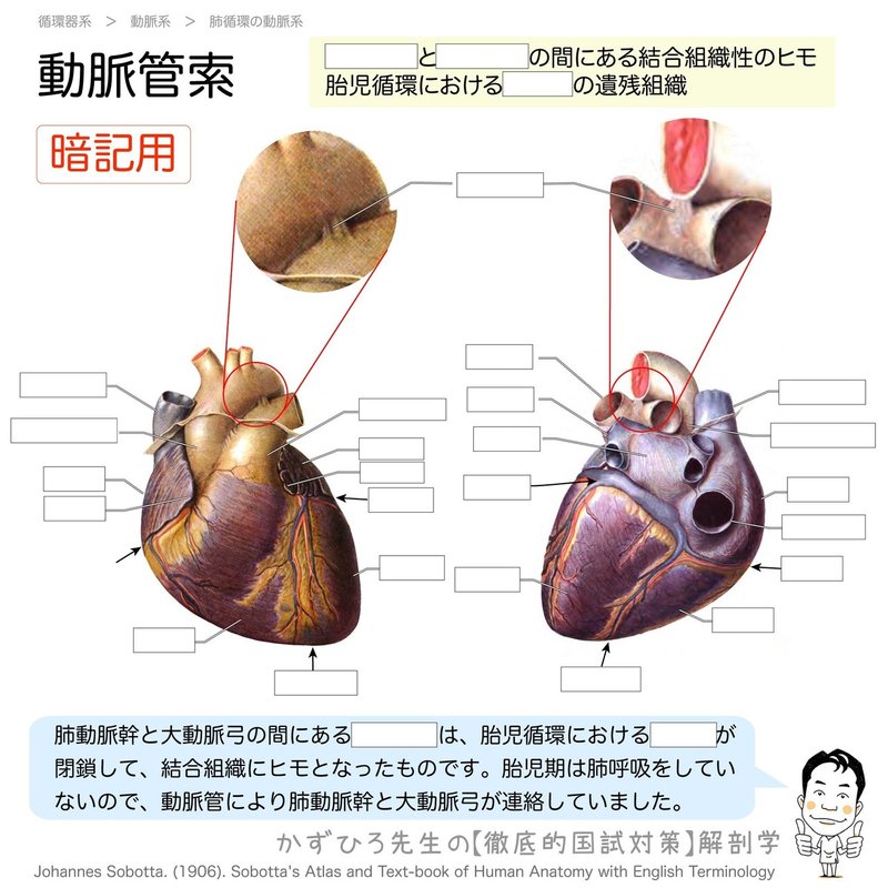 循環器系-23-動脈管索-SQ暗記用