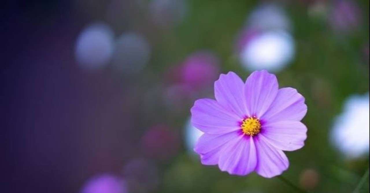 他学科の科目を履修するメリット あまちゃん Note