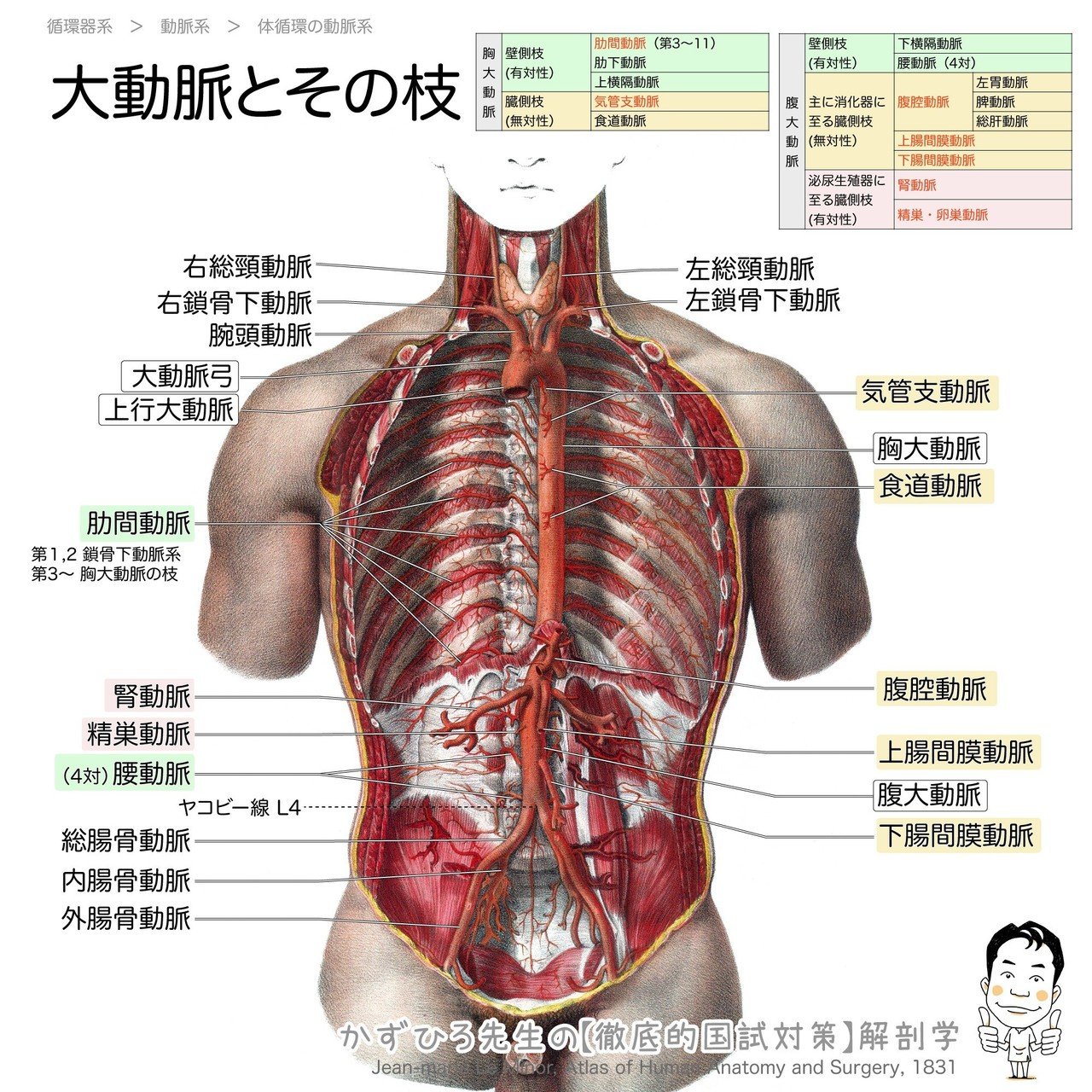 2 3 1 循環器系 動脈系 解説 かずひろ先生 黒澤一弘 解剖学 Note