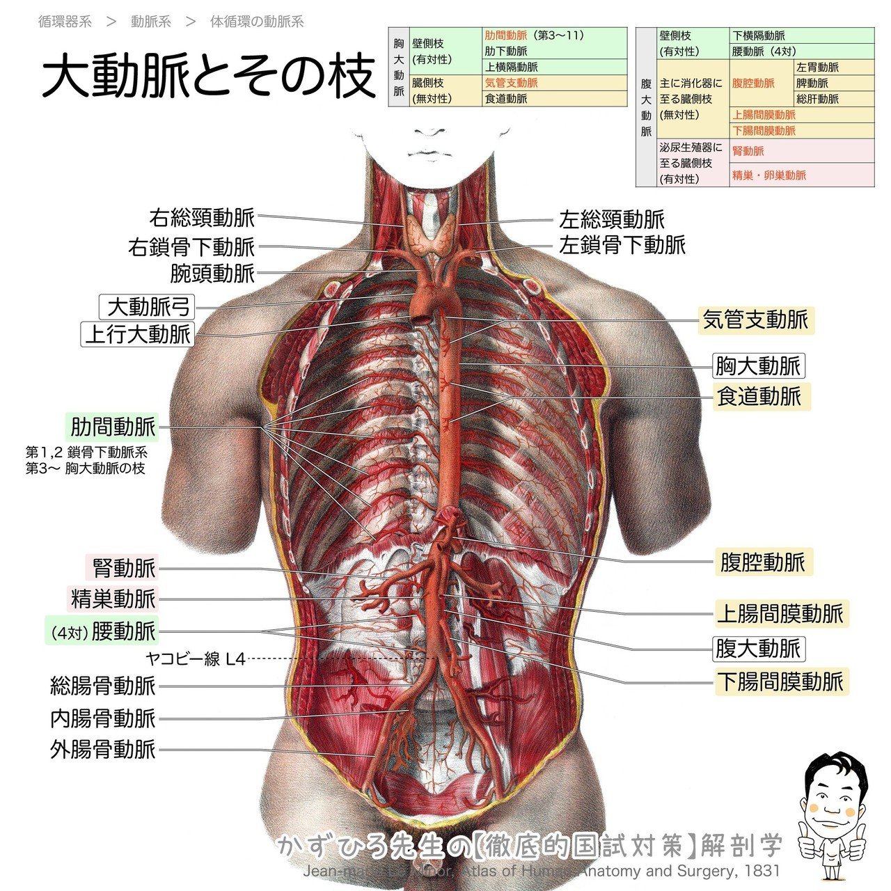 2 3 1 循環器系 動脈系 解説 かずひろ先生 黒澤一弘 解剖学 Note 2 3 1 循環器系 動脈系 解説 かずひろ先生 黒澤一弘 解剖学 Note